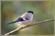 Female Bullfinch