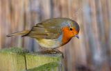 Robin