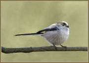 Long-Tailed Tit
