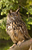European Eagle Owl