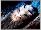 Feather