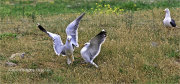 Herring Gulls