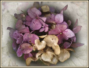 Hydrangea flower head