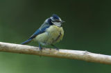 Blue tit 1b