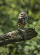 Little Owl