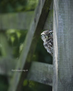 Little Owl 2