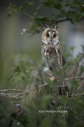 Long Eared Owl 1