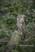 Long Eared Owl 2