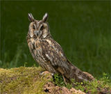 Long eared Owl