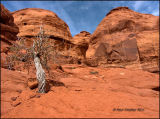 Old Juniper Tree