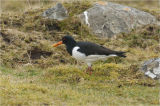 Oystercatcher