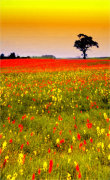 Poppy Field