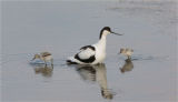 Avocet.