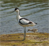 Avocet.