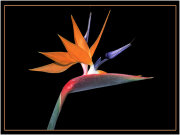 Strelitzia reginae