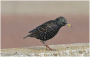 Starling