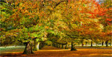 Avenue of Beech trees
