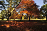 Beech Trees 1