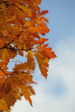 Autumn Leaves