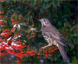 Song Thrush