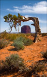 Juniper Tree