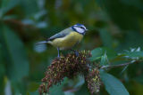 Blue tit 1c