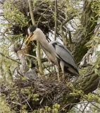 Grey Heron
