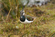 Lapwing