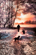 Winter Walk