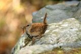 Wren