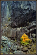 Lone Tree