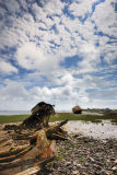 Low Tide