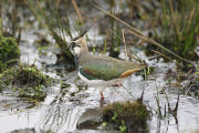 Lapwing 2