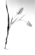 Tulip Study