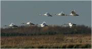 Whooper Swan
