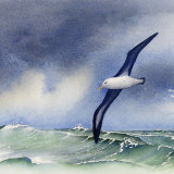 Black-browed Albatross