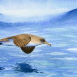 Cory's Shearwater - Madeira