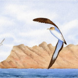 Cory's Shearwater - Maderia
