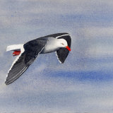 Dolphin Gull - Beagle Channel