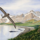 Light-mantled Albatross.