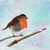 Robin in winter