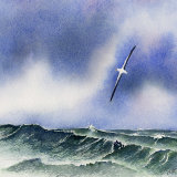 Wandering Albatross