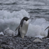 Adelie Penguins