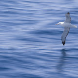 Albatross