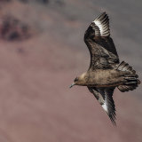 Antartic Skua