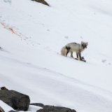 Arctic Fox