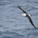 Black Browed Albatross