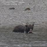Brown Bear Family