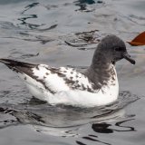 Cape Petrel on water