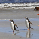 Gentoo Penguin Parade
